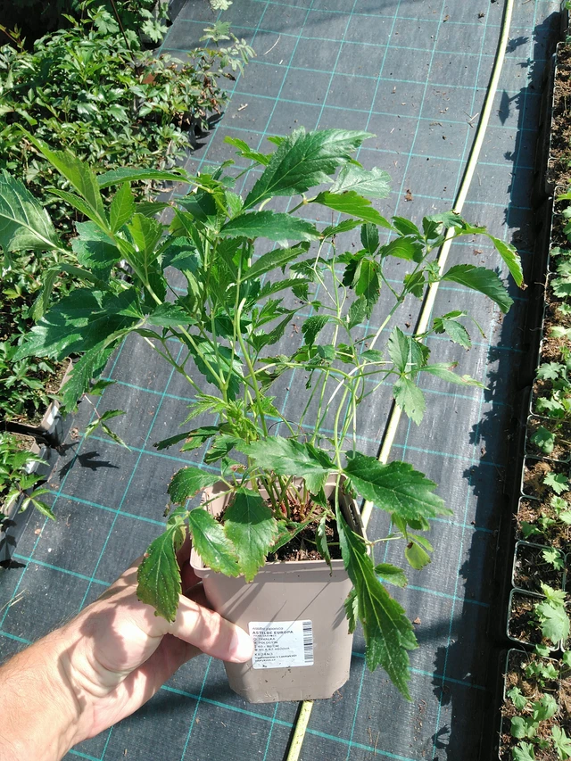 Astilbe Europa - 19. 8. 2025