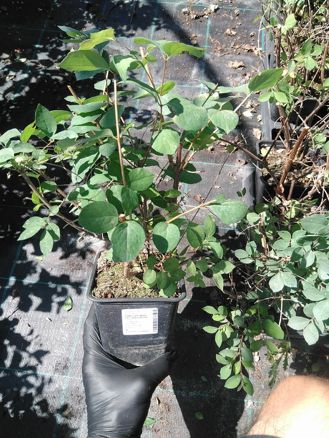 Snowberry Magical Avalanche - 19. 8. 2025