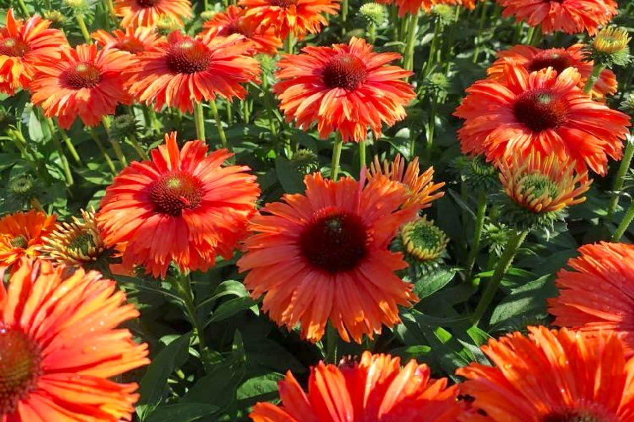 Echinacea SunSeekers Mineola, Loukykvět