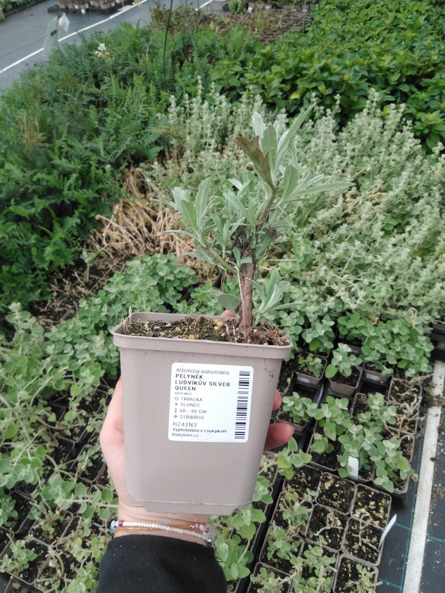 Wormwood Ludvíkův Silver Queen - 2024