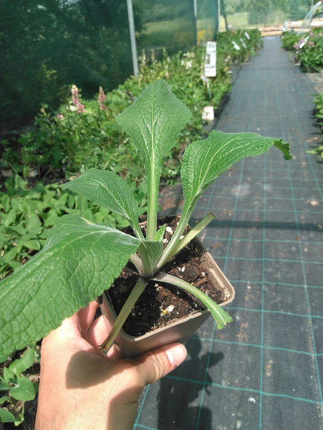 Sormustinkukka Camelot Lavender - 24. 6. 2025