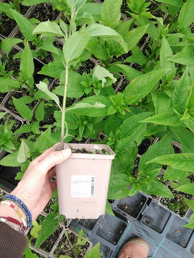 Girasol Lemon Queen - 9. 6. 2025