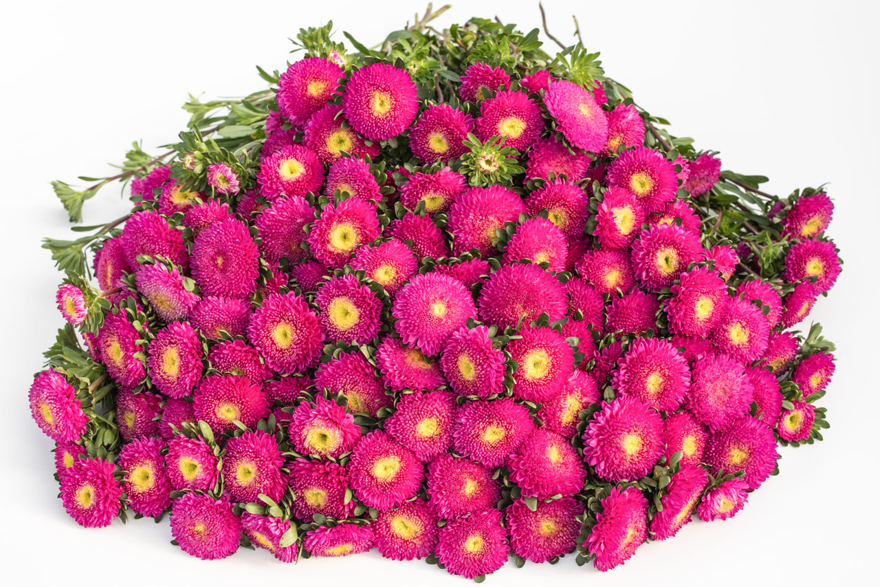 Astro Bonita Pink, Loukykvět