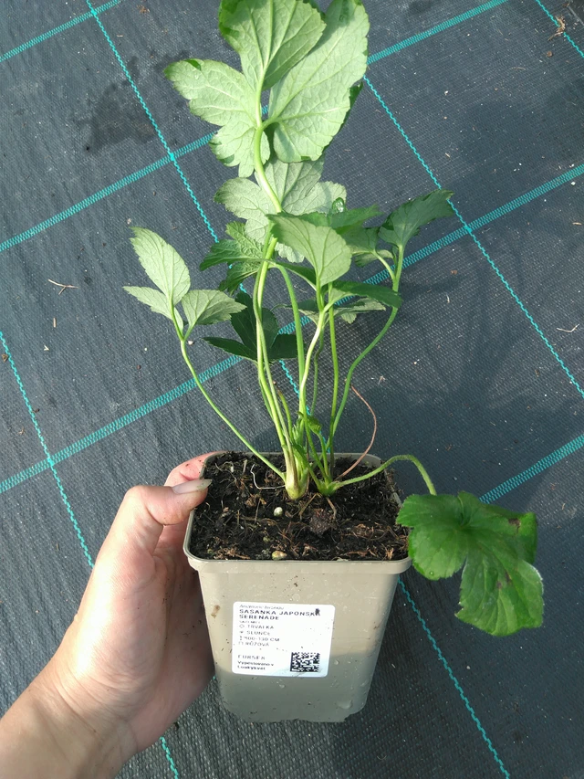 Sasanka japonská Serenade - 11. 7. 2025