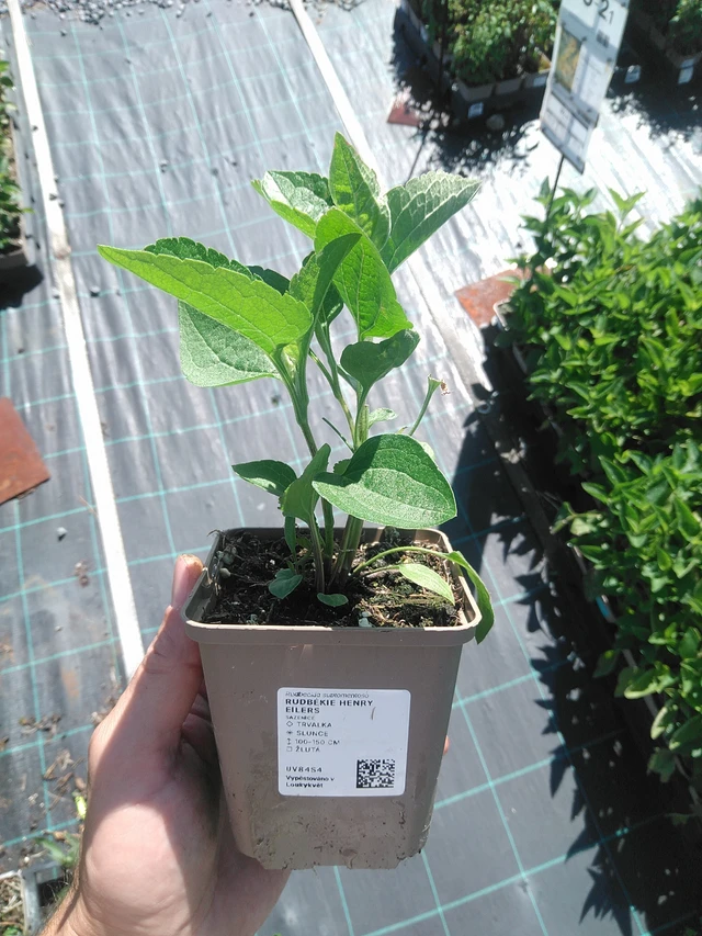Rudbeckia Henry Eilers - 30. 6. 2025