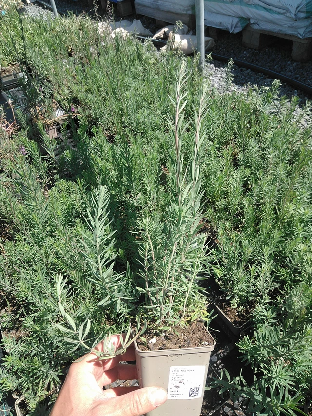 Purple toadflax - 24. 6. 2025