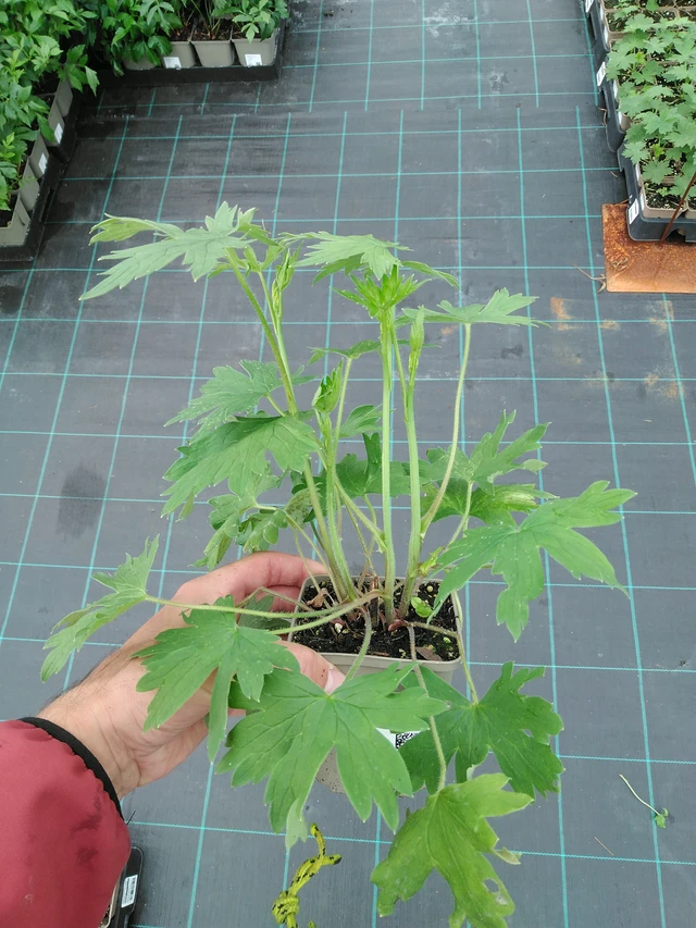 Delphinium Benary’s Pacific King Arthur - 28. 7. 2025