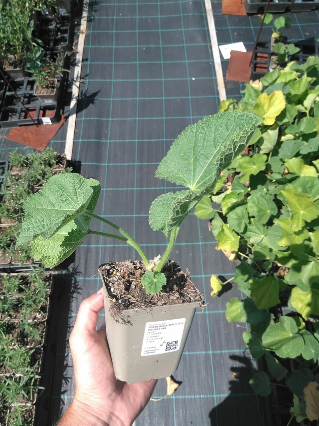 Malva Spotlight Polarstar - 24. 6. 2025