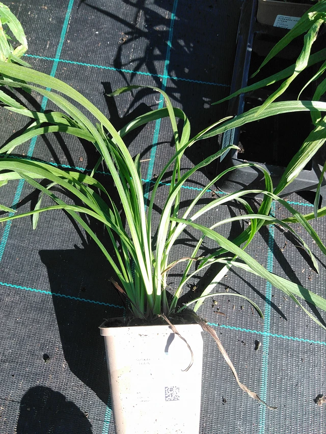 Ruusukaunokki Kobold Strain - 19. 8. 2025