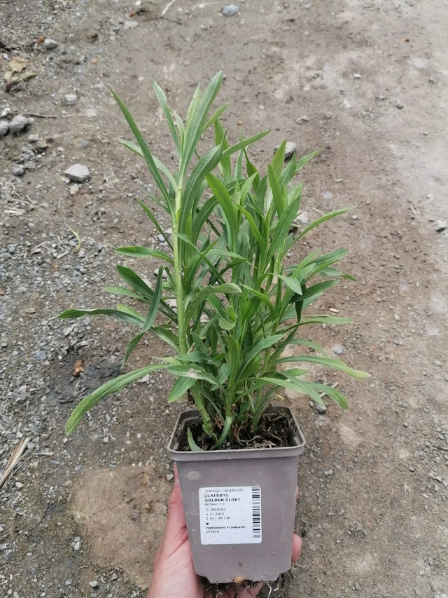 Kanadanpiisku Golden Glory - 2024