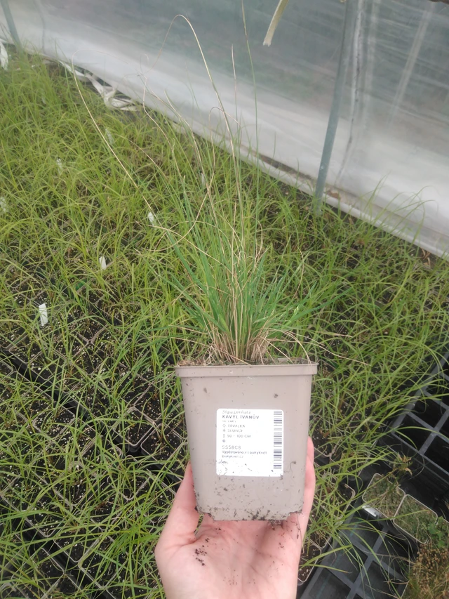 Töyhtöheinä Ivanův - 2024