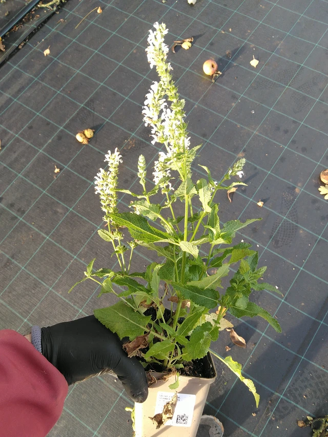 Šalvěj hajní Schneehügel - 31. 10. 2025