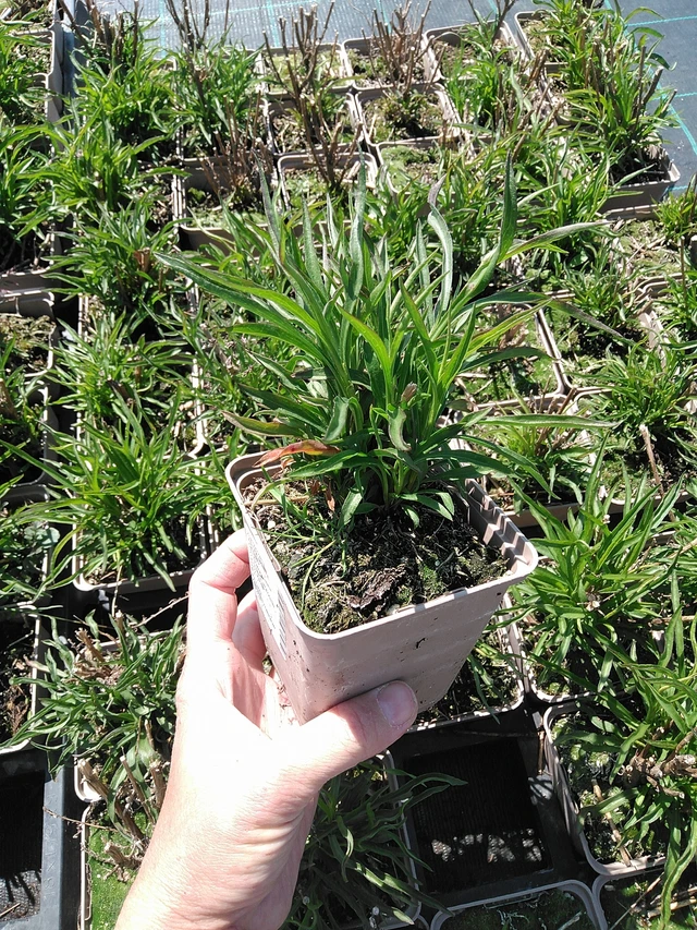 Astra Monte Cassino - 13. 5. 2025