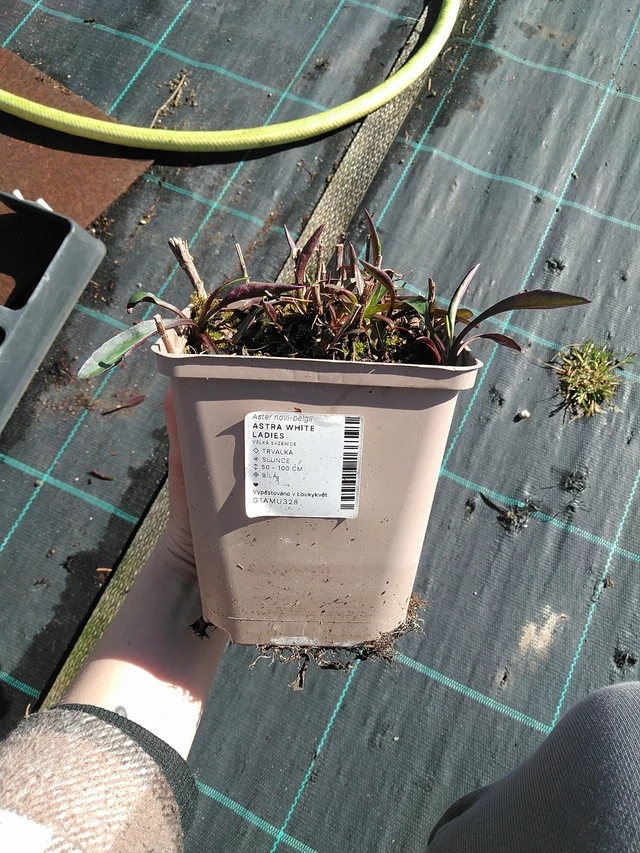 Őszirózsa White Ladies - 7. 4. 2026