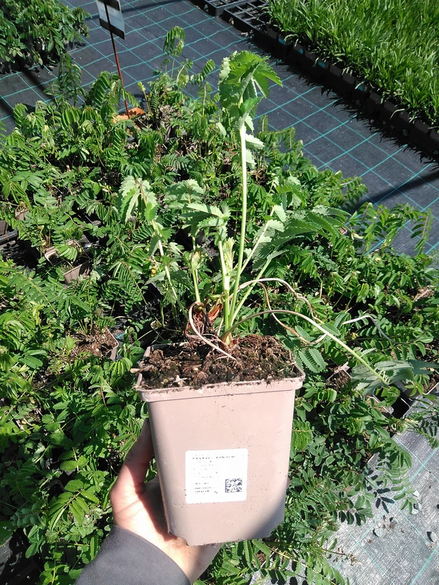 Verikurjenpolvi Arnhem - 13. 5. 2025