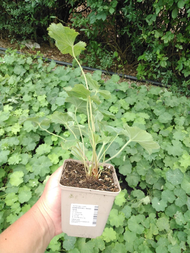 Kontryhel Irish Silk - 2024