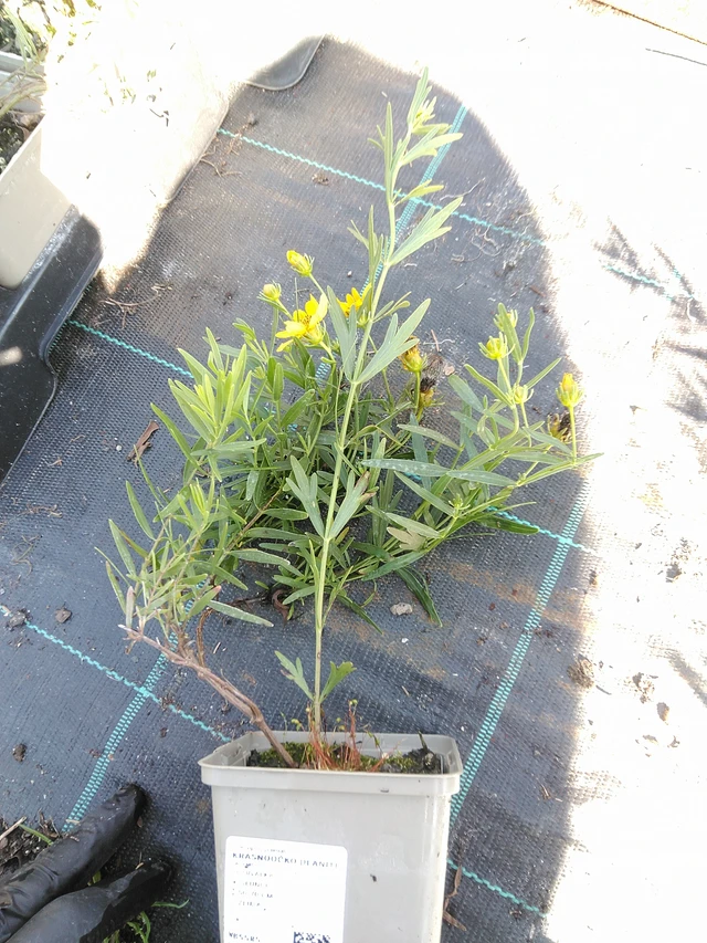 Coreopsis palmata - 19. 8. 2025