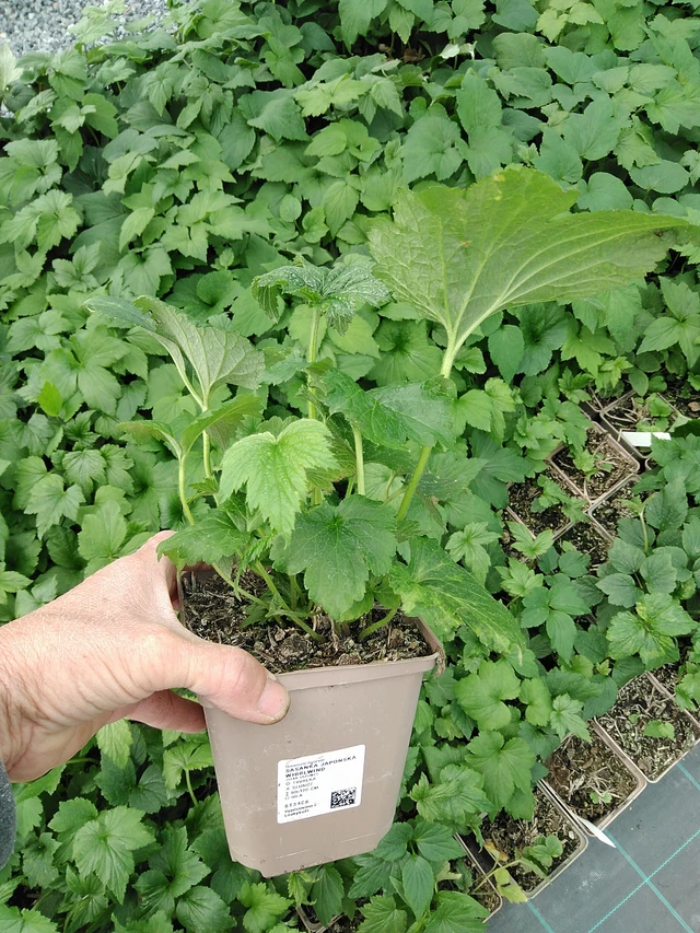 Sasanka japonská Whirlwind - 9. 6. 2025