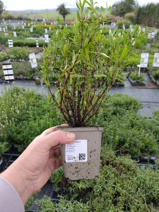 Hisopo officinal Roseus - 9. 10. 2025