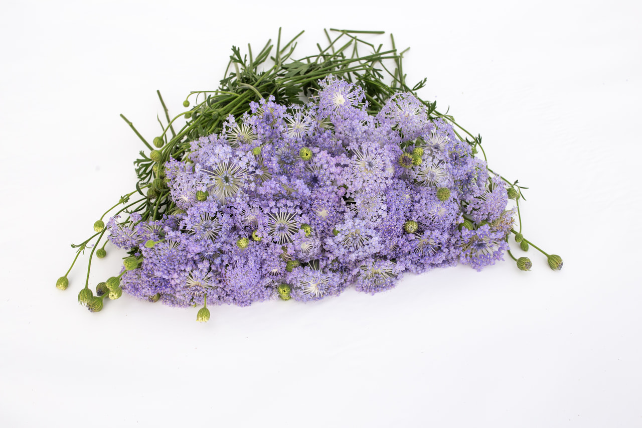 Didiscus Lavender Blue, Loukykvět