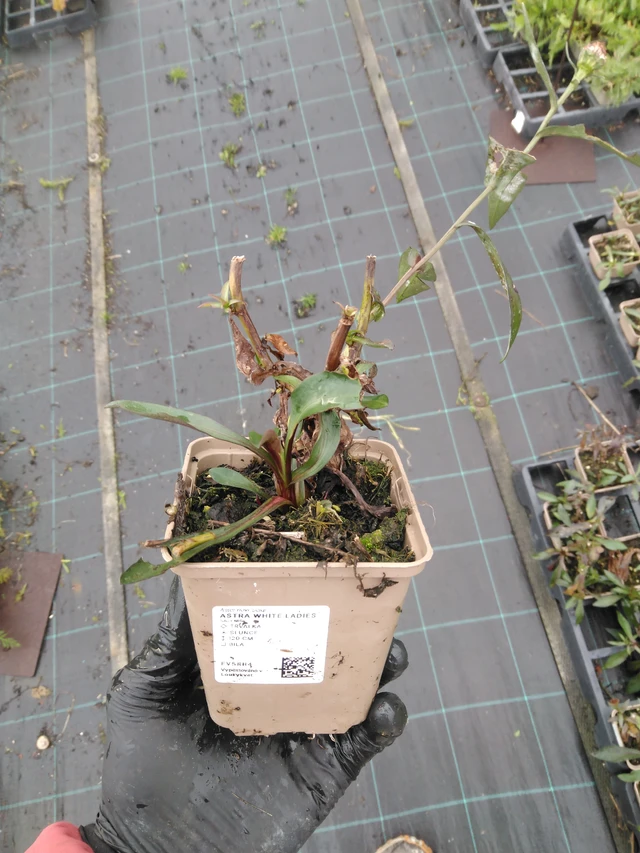 Astra White Ladies - 23. 10. 2025