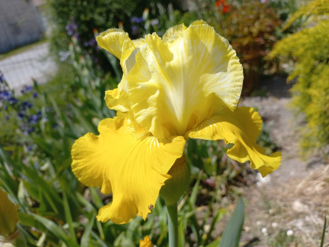 Kosatec Lune et Soleil, Loukykvět