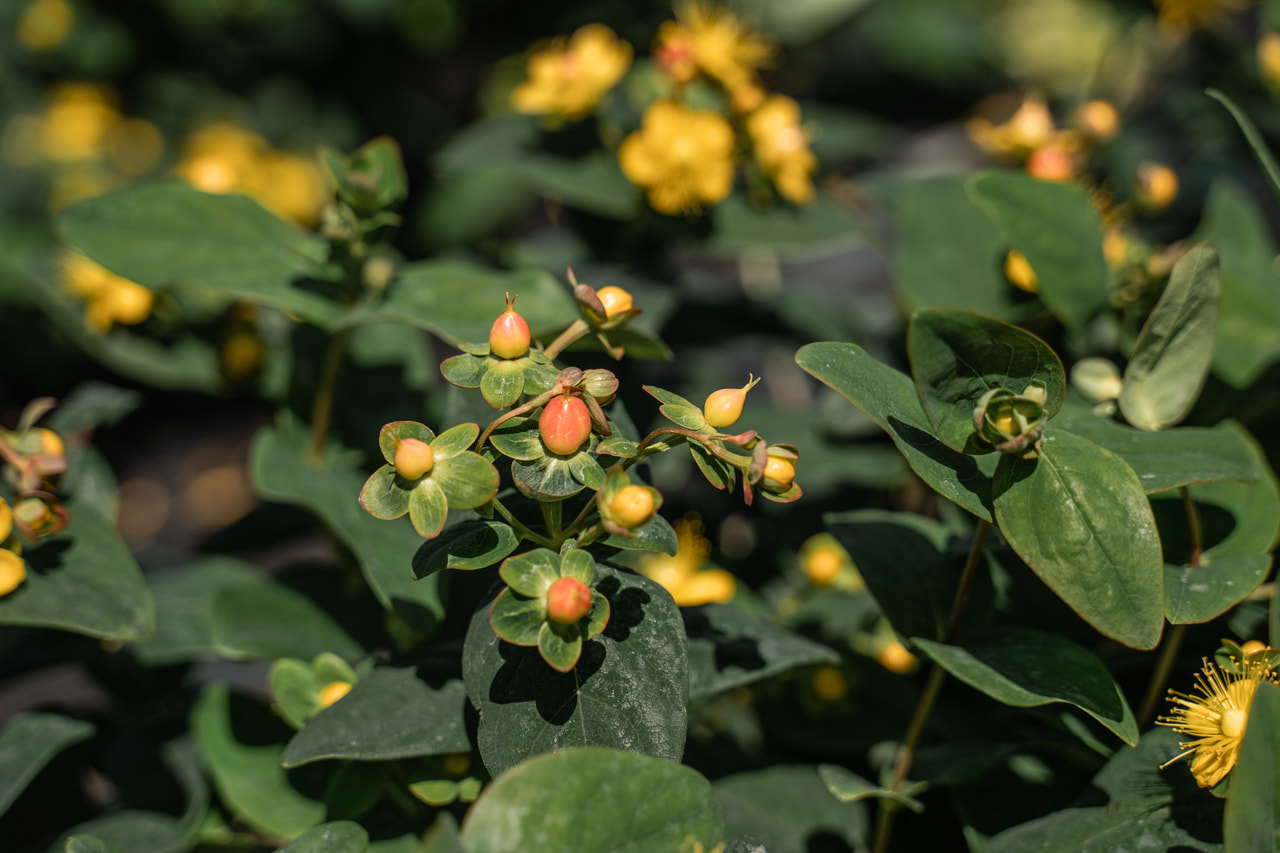 Třezalka Globo Coral, Loukykvět