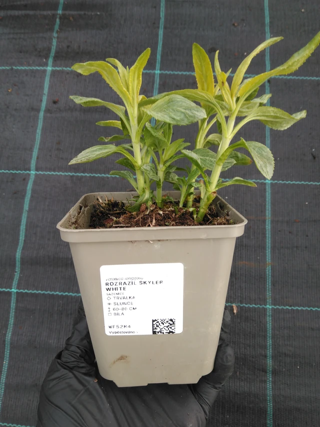 Rozrazil Skyler White - 1. 4. 2026