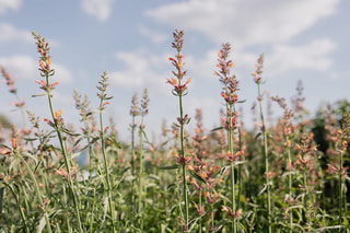 Agastache Kolibri, Loukykvět