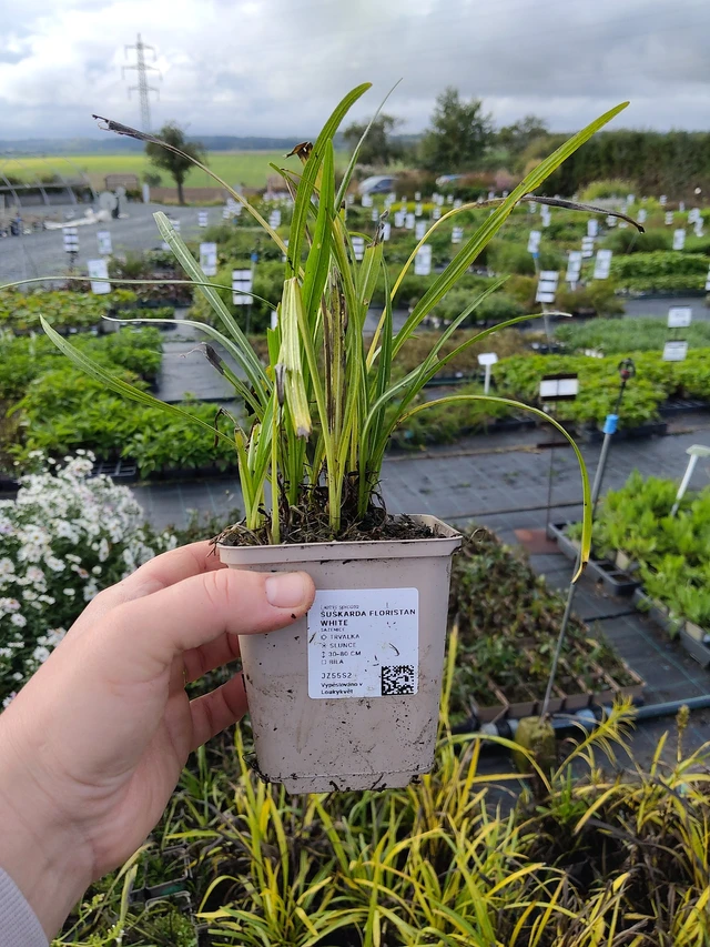 Liatris Floristan White - 9. 10. 2025