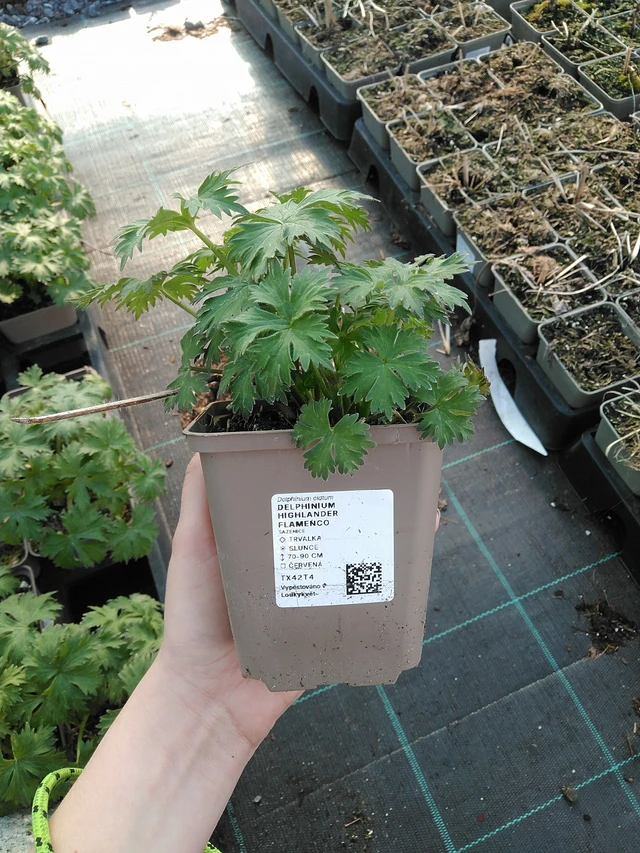 Szarkaláb Highlander Flamenco - 7. 4. 2026