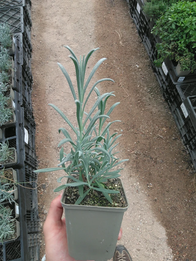 Lavanda Alba - 25. 7. 2025