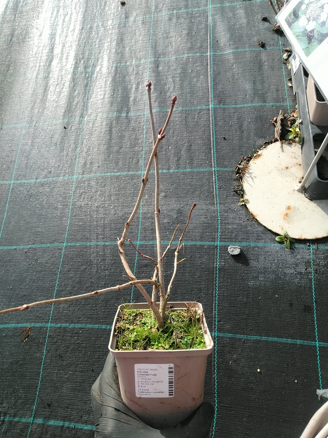 Viburnum Compactum - 31. 10. 2025