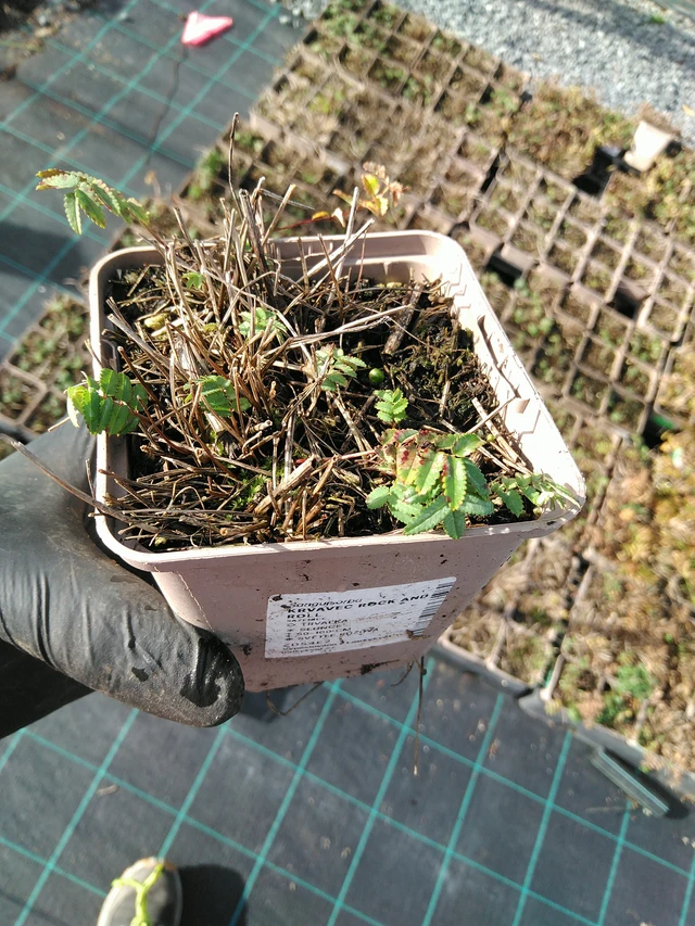 Veriheinä Rock and Roll - 31. 10. 2025