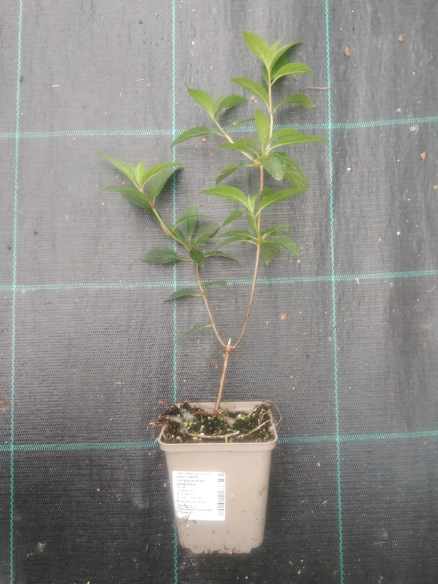 Hortensia Pink Diamond - 2024