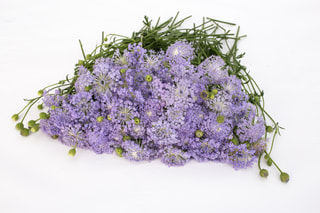 Didiscus Lavender Blue, Loukykvět