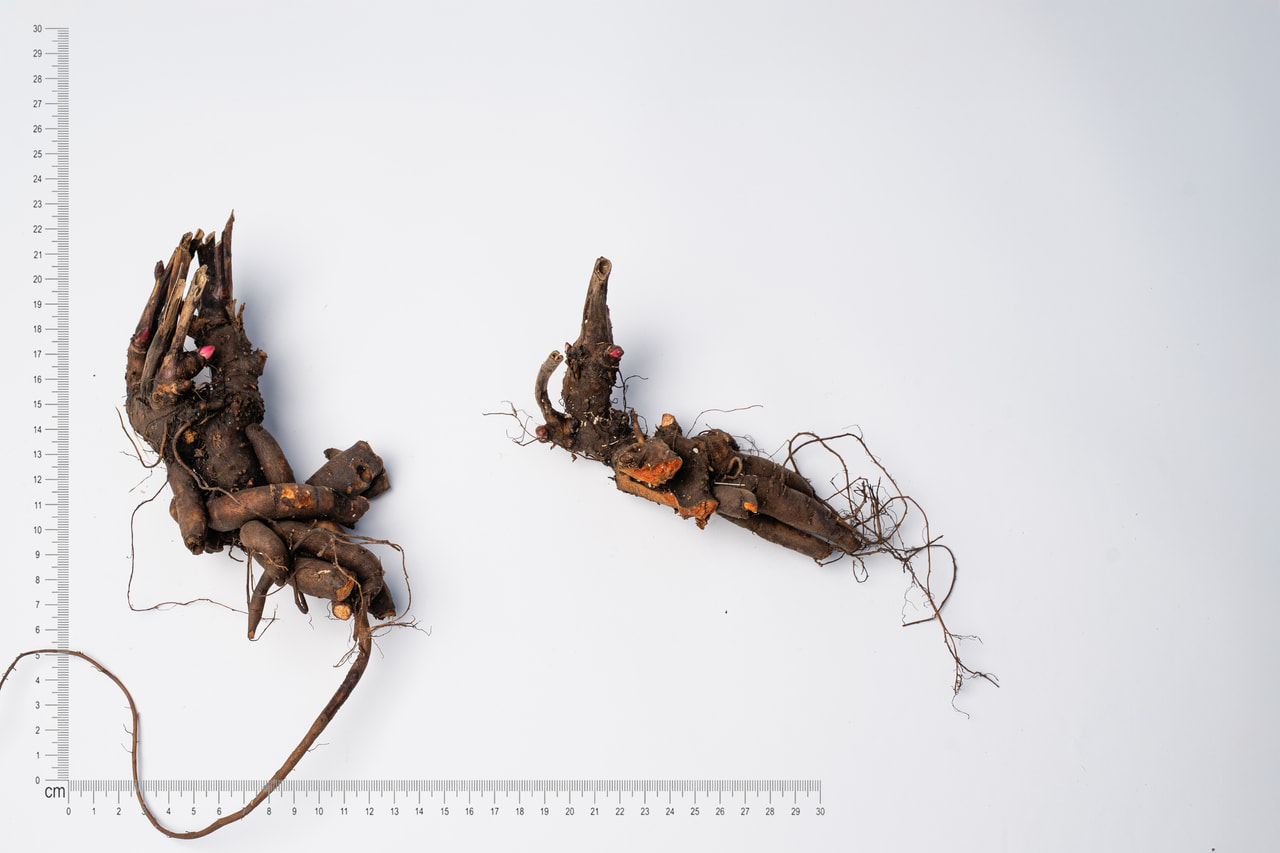 Pivoňka Monsieur Jules Elie, Loukykvět