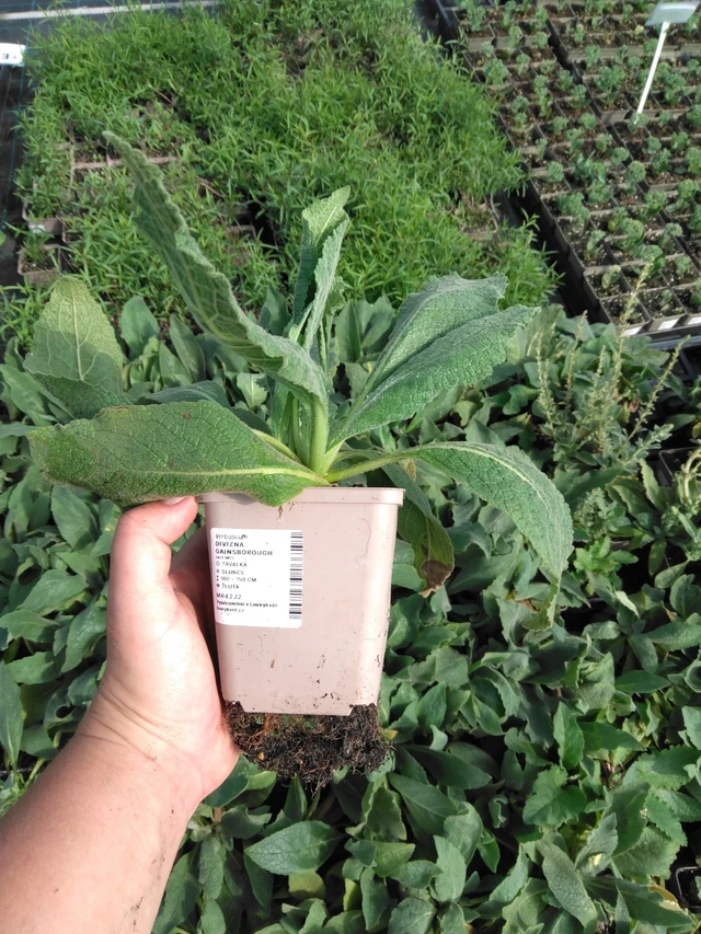 Verbasco Gainsborough - 2024