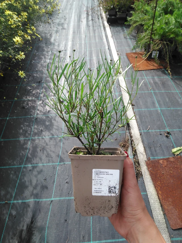 Krásnoočko Limerock Dream - 11. 9. 2025