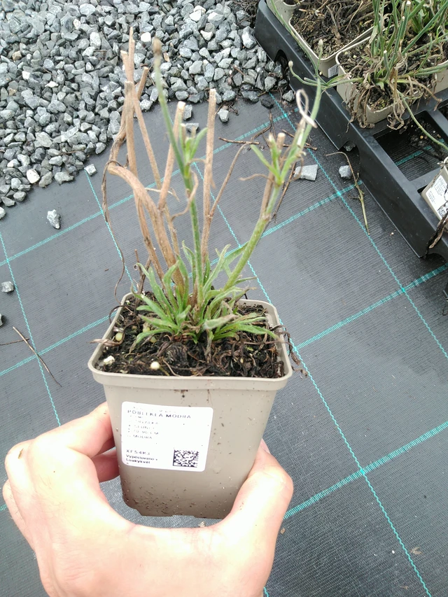 Poblekla modrá - 28. 7. 2025