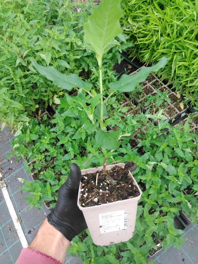 Monarda Schneewittchen - 2024