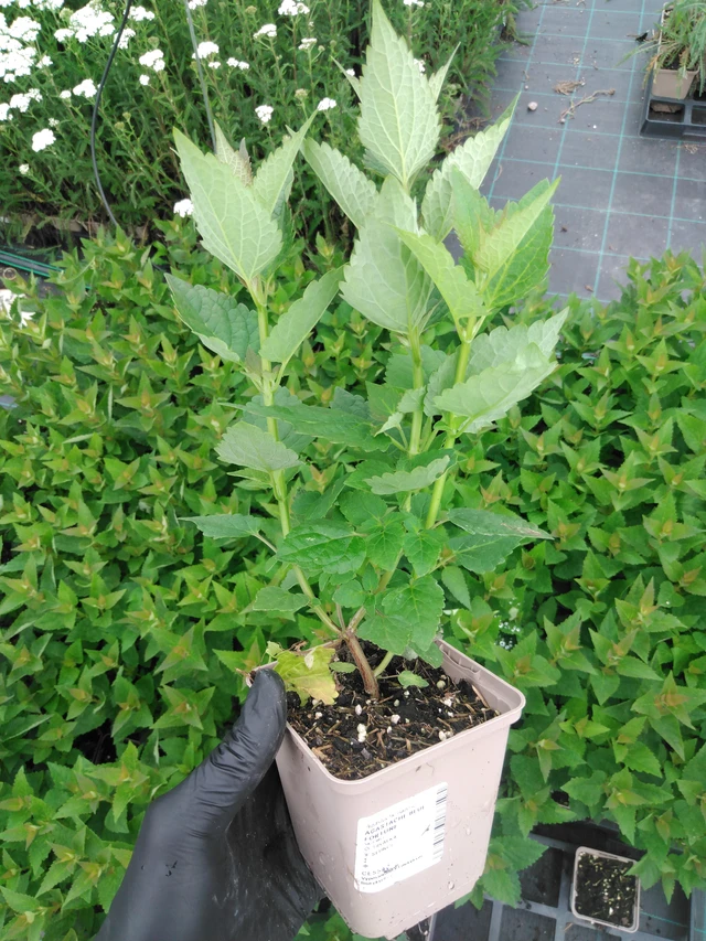 Iisoppi Blue Fortune - 2024