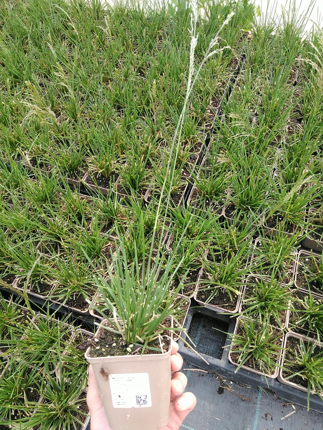 Metlice trsnatá Schottland - 24. 6. 2025