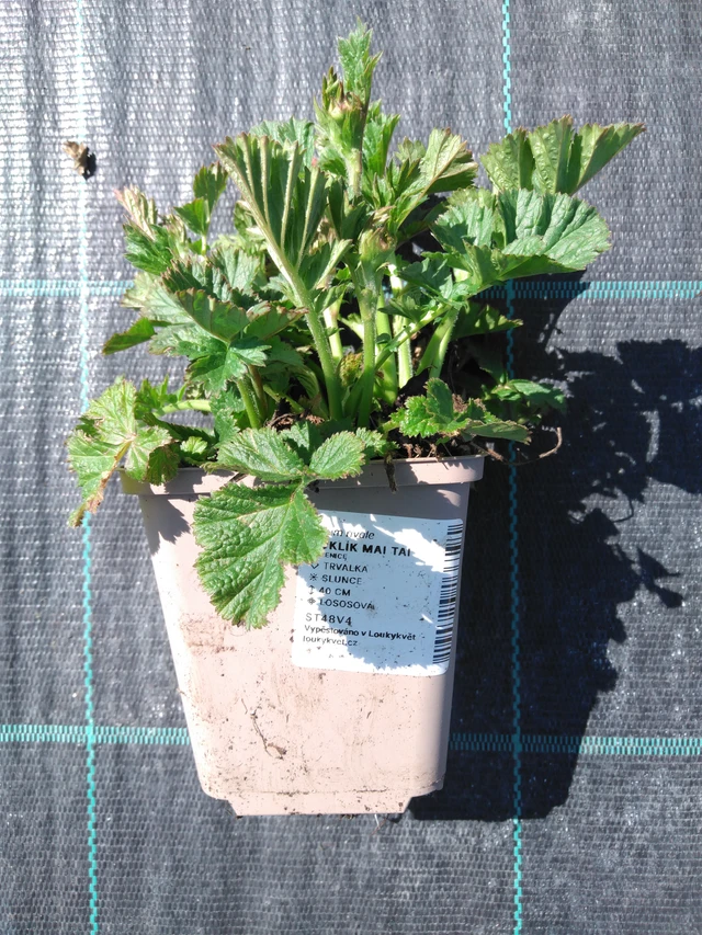 Kuklík Mai Tai - 3. 4. 2025