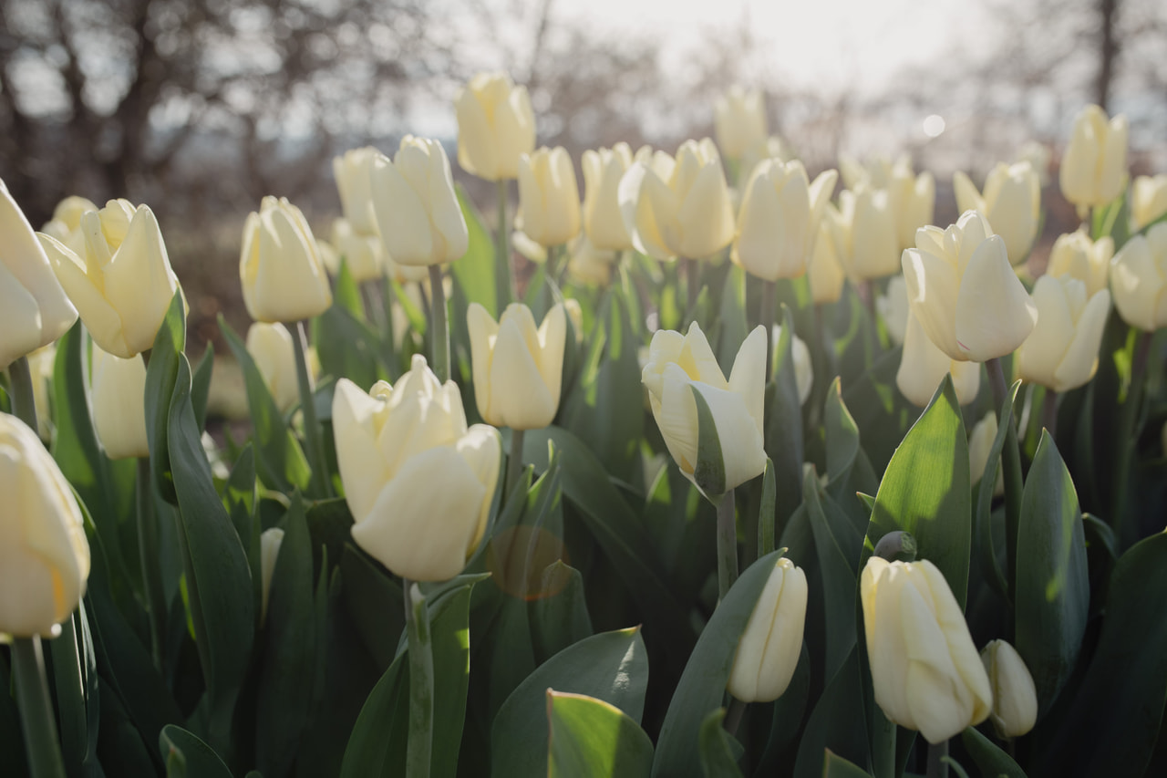 Tulipán Fun for Two, Loukykvět