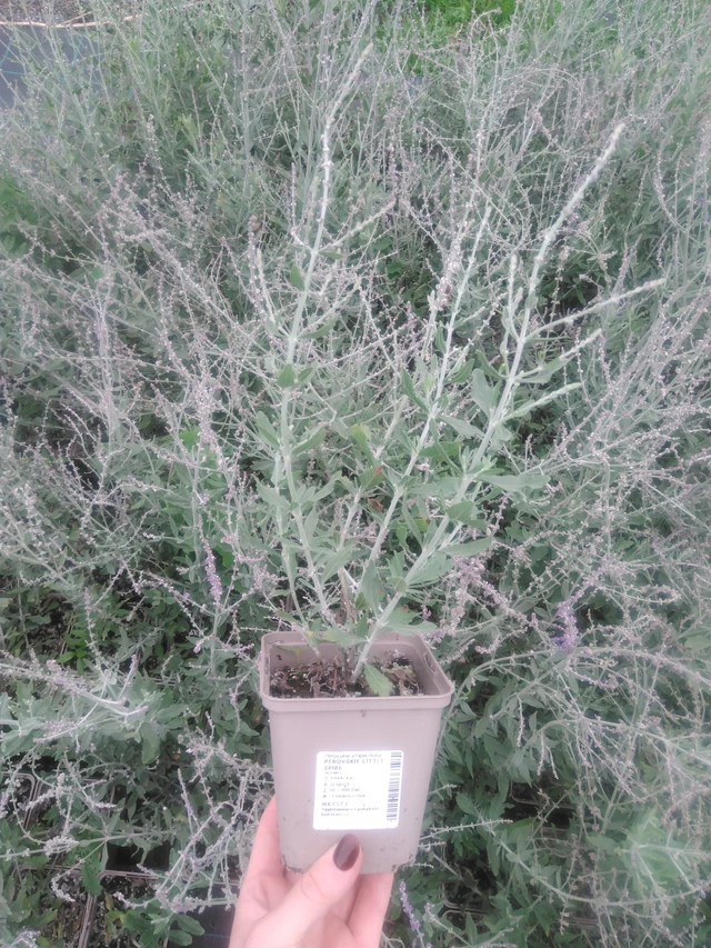 Perovskie Little Spire - 2024