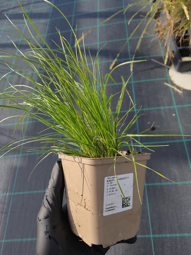 Töyhtövilja vláskovitý - 12. 9. 2025