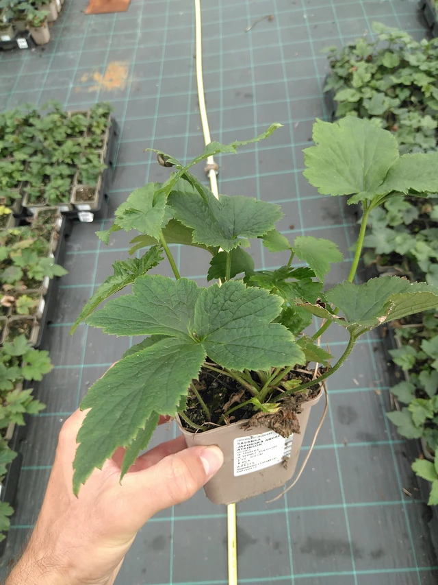 Sasanka japonská Andrea Atkinson - 21. 7. 2025