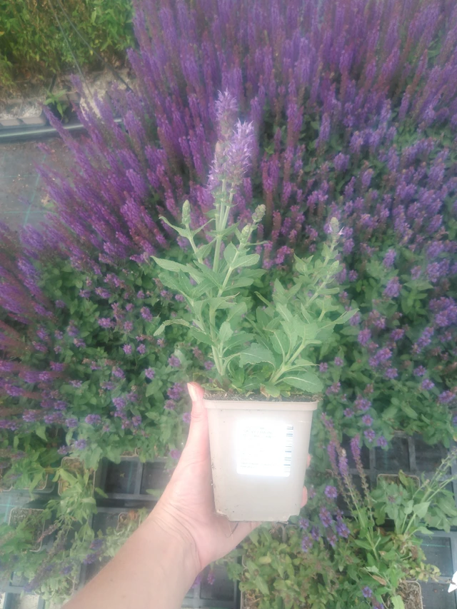 Šalvěj hajní Ostfriesland - 2024