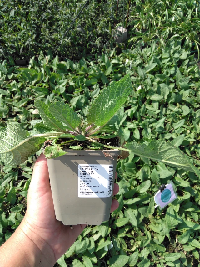 Niittyvirna Twilight Serenade - 2024